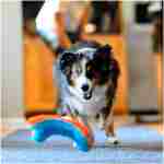 Chuckit! Indoor Fetch Squirrel Toy for Dogs - Interactive Dog Toys for Boredom, Orange and Blue