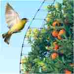 Deer Fence Netting, 7 x 100 Feet Anti Bird Deer Protection Net Reusable Protective Garden Netting for Plants Fruit Trees Vegetables Against Birds and Other Animals