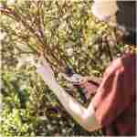 Fiskars Bypass Pruning Shears, 5/8-Inch Cut Capacity Garden Clippers, Gardening Scissors with Sharp, Rust Resistant Steel Blade