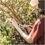Fiskars Bypass Pruning Shears, 5/8-Inch Cut Capacity Garden Clippers, Gardening Scissors with Sharp, Rust Resistant Steel Blade