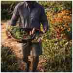 Fiskars Garden Harvest Basket - Container for Gardening and Harvesting with Tool Caddy - Harvesting Basket Doubles as a Collander for Vegetables and Fruits - Garden Accessories