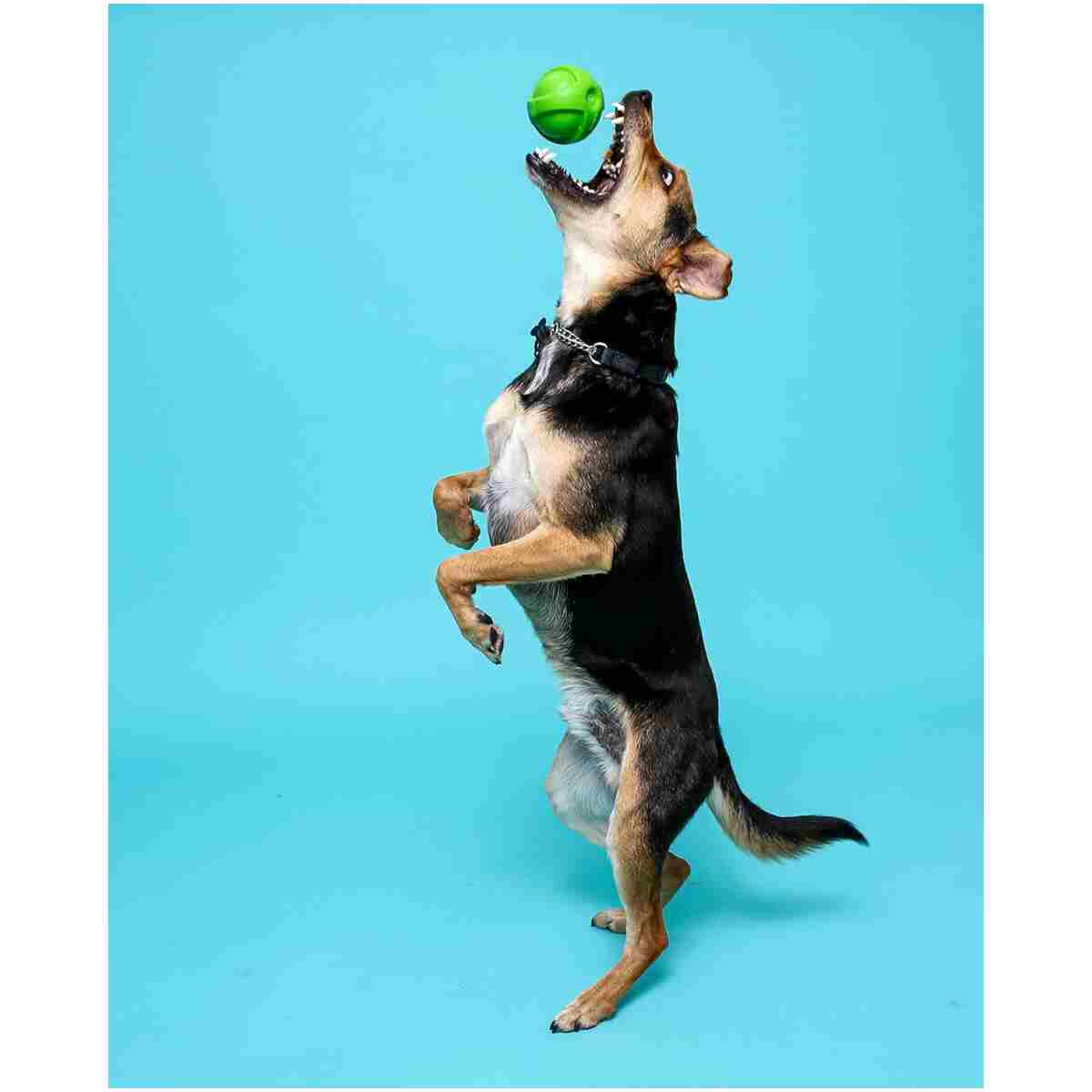 Hartz DuraPlay Bacon Scented Dog Toys, Small (Assorted Color)