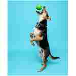 Hartz DuraPlay Bacon Scented Dog Toys, Small (Assorted Color)