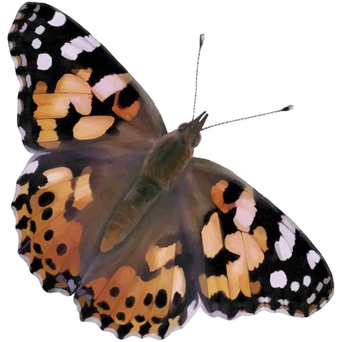 Insect Lore Butterfly Garden Kit, Painted Lady Butterfly Kit with Voucher for Live Caterpillars, Butterfly Habitat, STEM Journal & More