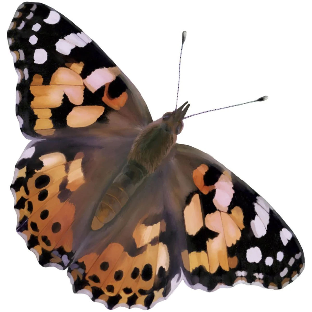 Insect Lore Butterfly Garden Kit, Painted Lady Butterfly Kit with Voucher for Live Caterpillars, Butterfly Habitat, STEM Journal & More