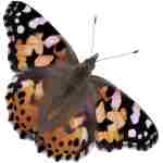 Insect Lore Butterfly Garden Kit, Painted Lady Butterfly Kit with Voucher for Live Caterpillars, Butterfly Habitat, STEM Journal & More