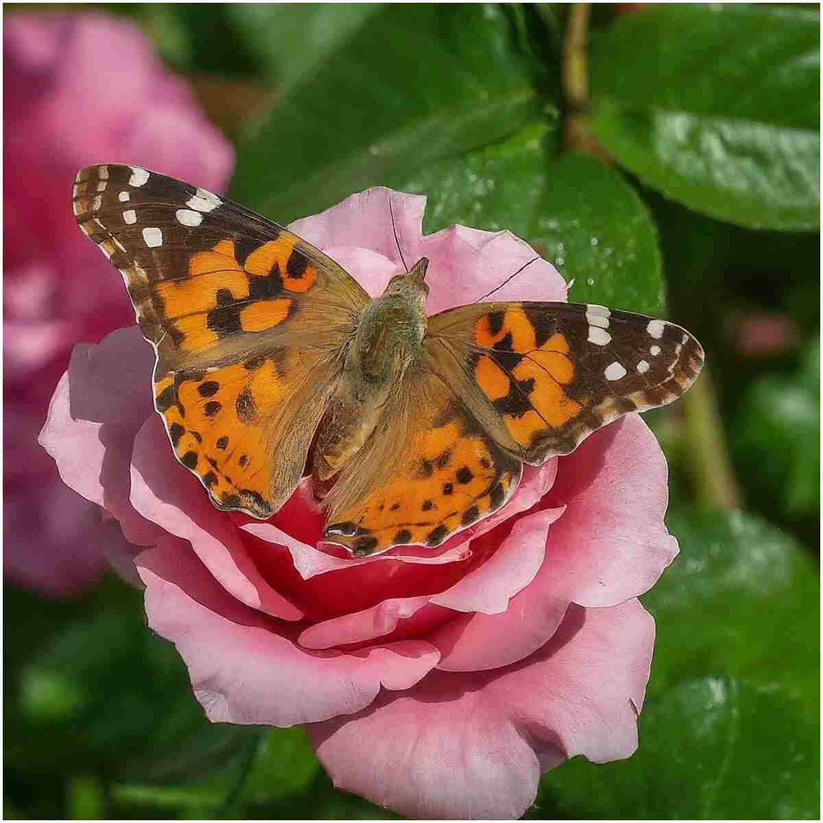 Insect Lore Butterfly Garden Kit, Painted Lady Butterfly Kit with Voucher for Live Caterpillars, Butterfly Habitat, STEM Journal & More