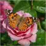 Insect Lore Butterfly Garden Kit, Painted Lady Butterfly Kit with Voucher for Live Caterpillars, Butterfly Habitat, STEM Journal & More