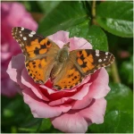 Insect Lore Butterfly Garden Kit, Painted Lady Butterfly Kit with Voucher for Live Caterpillars, Butterfly Habitat, STEM Journal & More