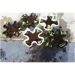 Mr. Stacky Multiple Color (Black + White) 5 Layer 13inch Vertical Planter