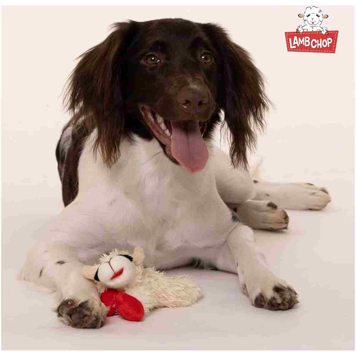 Multipet Lamb Chop Dog Plush Toy - Squeaky Toy for All Dogs - Extra Soft Plush - Stuffed Animal Dog Toy for Cuddling & Playing - Cute Pet Toy (6", Cream)