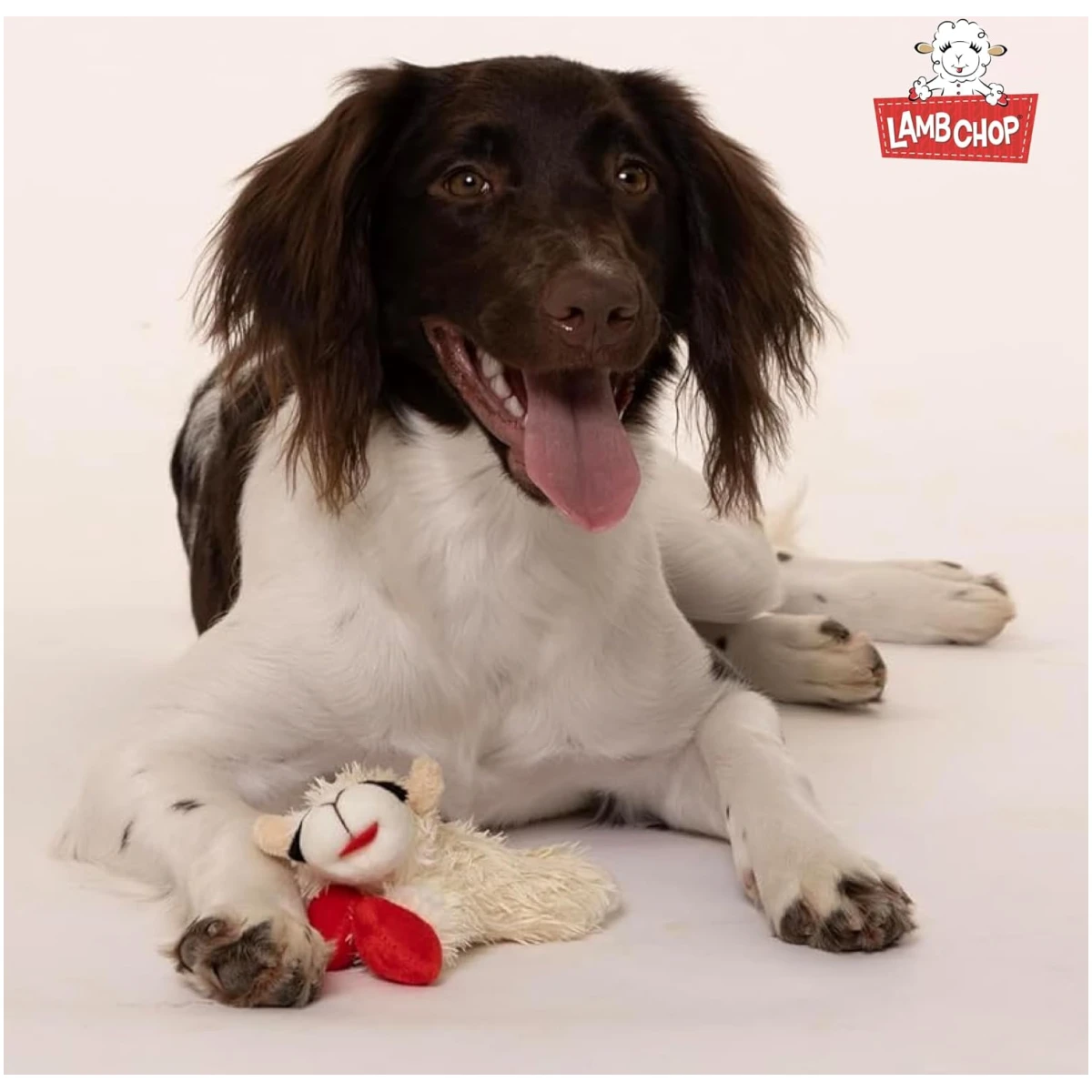 Multipet Lamb Chop Dog Plush Toy - Squeaky Toy for All Dogs - Extra Soft Plush - Stuffed Animal Dog Toy for Cuddling & Playing - Cute Pet Toy (6", Cream)