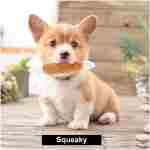 Nocciola Dog Squeaky Toys, Plush Small Dog Toys for Dogs, Stuffed Dog Toys with Squeakers,12 pcs Puppy Toys with a Carrying Bag for Small Medium Size Dogs