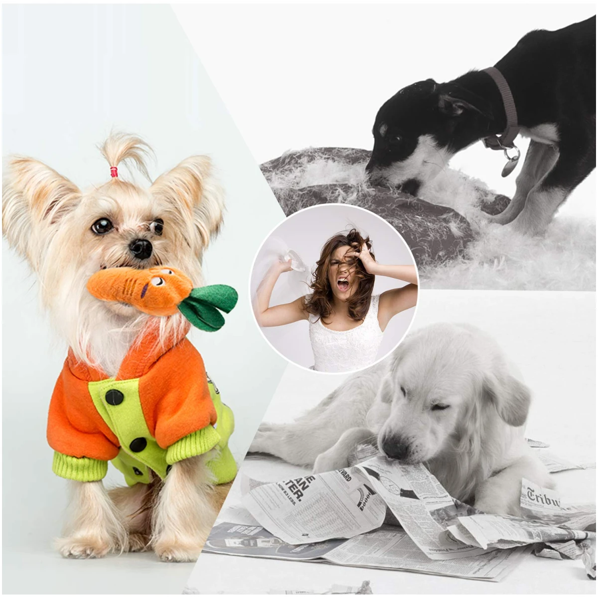 Nocciola Dog Squeaky Toys, Plush Small Dog Toys for Dogs, Stuffed Dog Toys with Squeakers,12 pcs Puppy Toys with a Carrying Bag for Small Medium Size Dogs