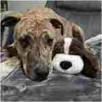 Original Snuggle Puppy Heartbeat Stuffed Dog Toy. Puppy Toy for Anxiety Relief, Calming Aid, and Comfort Toy for Behavioral Training in Golden