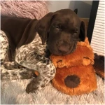 Original Snuggle Puppy Heartbeat Stuffed Dog Toy. Puppy Toy for Anxiety Relief, Calming Aid, and Comfort Toy for Behavioral Training in Brown