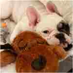 Original Snuggle Puppy Heartbeat Stuffed Dog Toy. Puppy Toy for Anxiety Relief, Calming Aid, and Comfort Toy for Behavioral Training in Brown