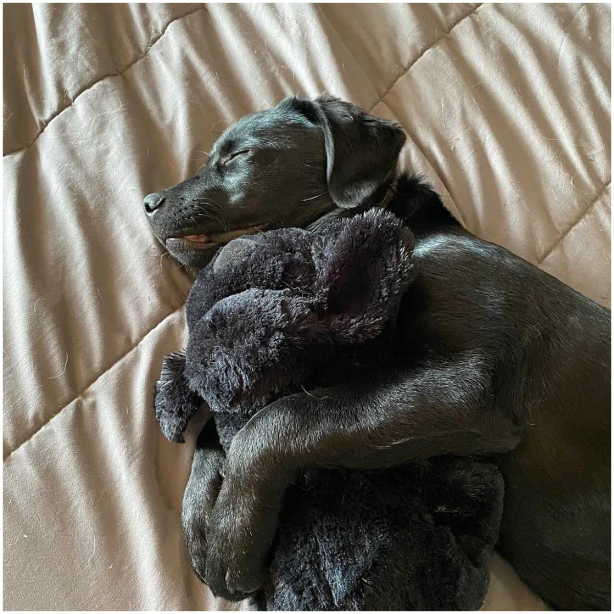 Original Snuggle Puppy Heartbeat Stuffed Toy for Dogs. Pet Anxiety Relief and Calming Aid, Comfort Toy for Behavioral Training in Black