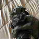 Original Snuggle Puppy Heartbeat Stuffed Toy for Dogs. Pet Anxiety Relief and Calming Aid, Comfort Toy for Behavioral Training in Black