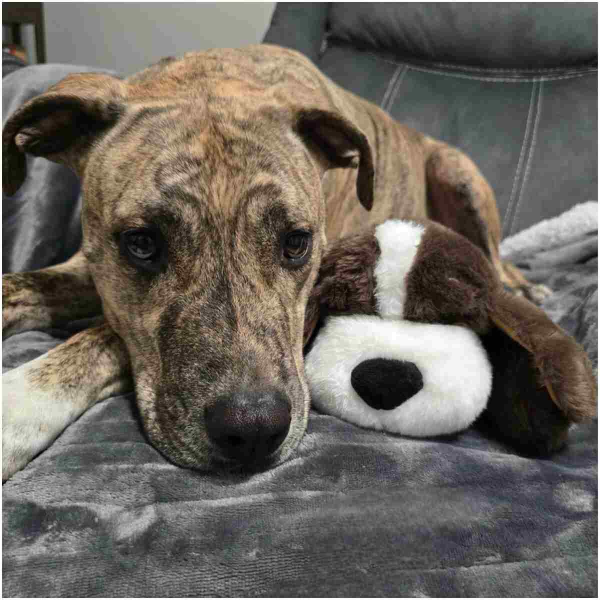 Original Snuggle Puppy Toys - Heartbeat Puppy for Dogs - Dog Plush for Anxiety Relief, Calming Aid, and Comfort Toy for Behavioral Training in Biscuit in Gray