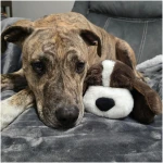 Original Snuggle Puppy Toys - Heartbeat Puppy for Dogs - Dog Plush for Anxiety Relief, Calming Aid, and Comfort Toy for Behavioral Training in Biscuit in Gray