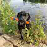 Petmate CHUCKIT! Ultra Fetch Stick Durable Rubber Medium Dog Toy