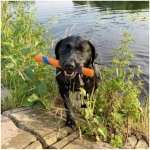 Petmate CHUCKIT! Ultra Fetch Stick Durable Rubber Medium Dog Toy
