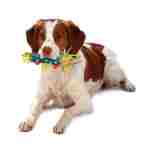 Petstages 狗狗清凉出牙棒 - 适合出牙幼犬的舒缓咀嚼玩具 - 可冷冻，进一步缓解疼痛 - 耐用安全的牙科辅助器，多色，均码