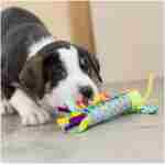 Petstages 狗狗清凉出牙棒 - 适合出牙幼犬的舒缓咀嚼玩具 - 可冷冻，进一步缓解疼痛 - 耐用安全的牙科辅助器，多色，均码