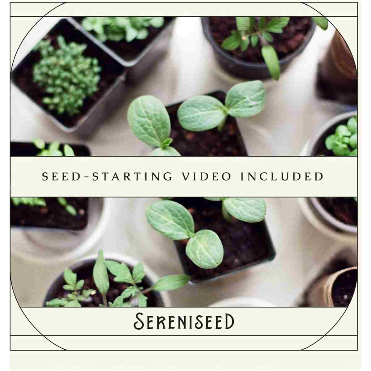 Sereniseed Certified Organic Herb Seeds (10-Pack) – Non GMO, Heirloom – Seed Starting Video - Basil, Cilantro, Oregano, Thyme, Parsley, Lavender, Chives, Sage, Dill Seeds for...