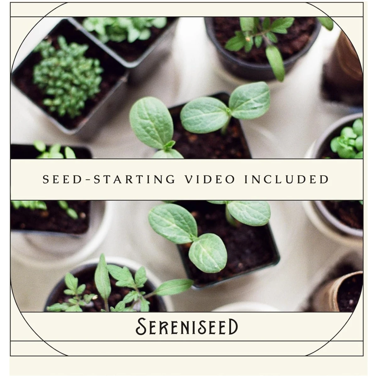 Sereniseed Certified Organic Herb Seeds (10-Pack) – Non GMO, Heirloom – Seed Starting Video - Basil, Cilantro, Oregano, Thyme, Parsley, Lavender, Chives, Sage, Dill Seeds for...
