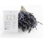 Sereniseed Certified Organic Herb Seeds (10-Pack) – Non GMO, Heirloom – Seed Starting Video - Basil, Cilantro, Oregano, Thyme, Parsley, Lavender, Chives, Sage, Dill Seeds for...