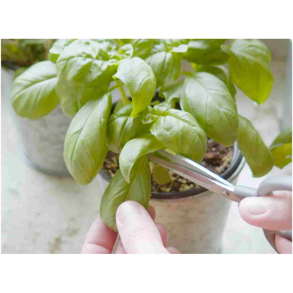 Sereniseed Certified Organic Herb Seeds (10-Pack) – Non GMO, Heirloom – Seed Starting Video - Basil, Cilantro, Oregano, Thyme, Parsley, Lavender, Chives, Sage, Dill Seeds for...