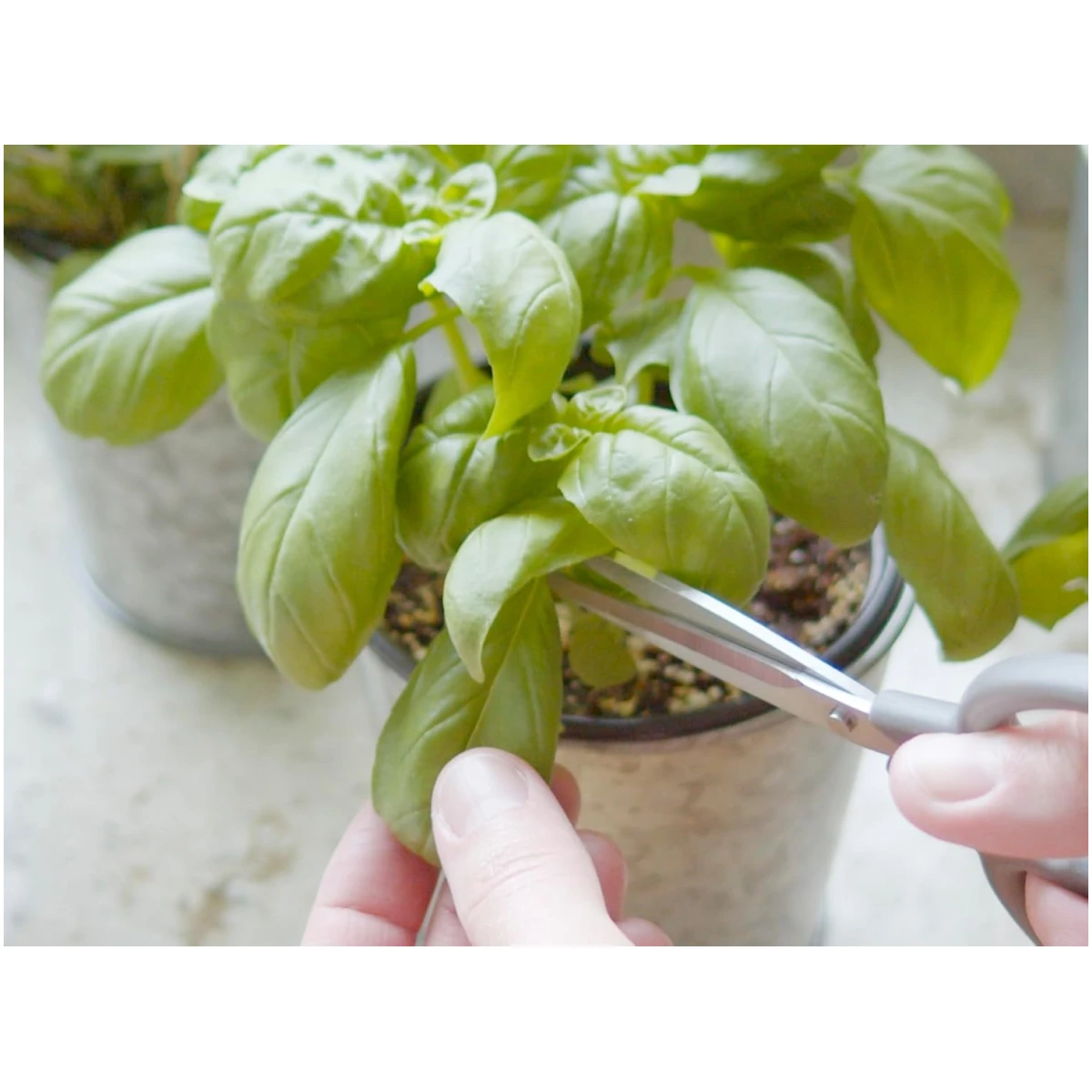 Sereniseed Certified Organic Herb Seeds (10-Pack) – Non GMO, Heirloom – Seed Starting Video - Basil, Cilantro, Oregano, Thyme, Parsley, Lavender, Chives, Sage, Dill Seeds for...