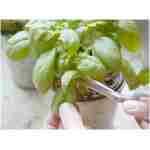 Sereniseed Certified Organic Herb Seeds (10-Pack) – Non GMO, Heirloom – Seed Starting Video - Basil, Cilantro, Oregano, Thyme, Parsley, Lavender, Chives, Sage, Dill Seeds for...