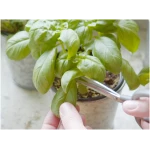 Sereniseed Certified Organic Herb Seeds (10-Pack) – Non GMO, Heirloom – Seed Starting Video - Basil, Cilantro, Oregano, Thyme, Parsley, Lavender, Chives, Sage, Dill Seeds for...