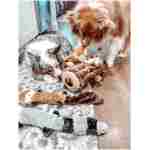 ZippyPaws Skinny Peltz - No Stuffing Dog Toy Pack to Keep Them Busy, for Medium and Large Dogs, Squeaky Pet Toys, Unstuffed Chew Toys, Soft Plush Variety Pack, Fox, Raccoon, and...